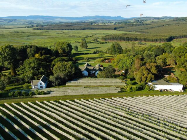 Abingdon Wine Estate